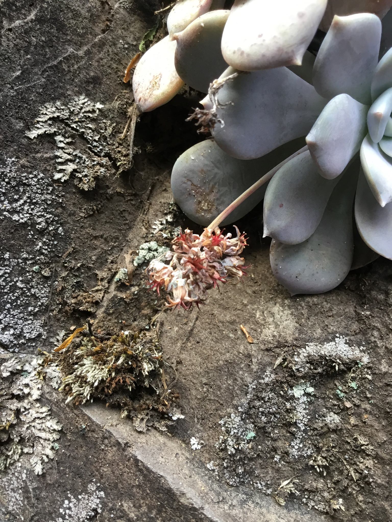 Sedum sinforosanum